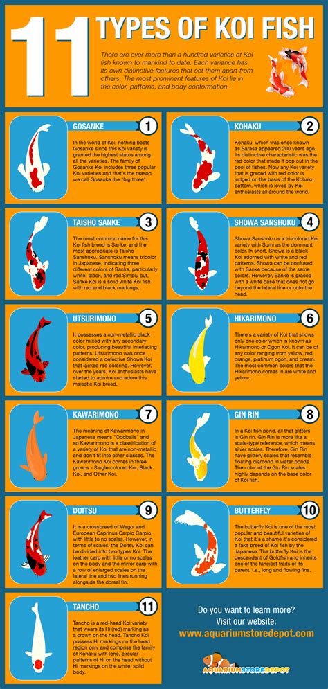 11 Most Popular Types Of Koi Fish Infographic Infographic Plaza