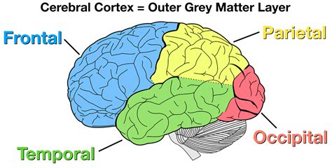 Cerebrum Cortex