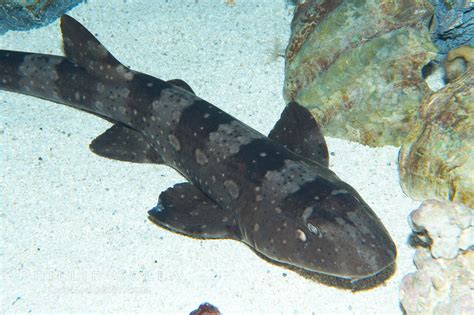 Whitespotted Bamboo Shark Photo Stock Photograph Of A Whitespotted