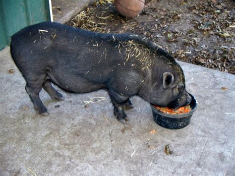 Vietnamese Pot Bellied Pig Oklahoma Zoo Safari Usa