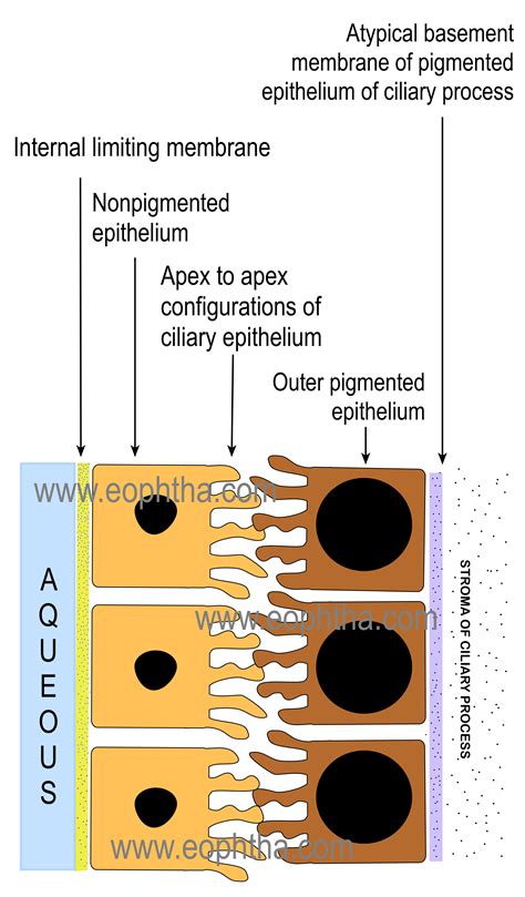 Anatomy Of Uvea