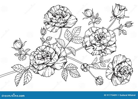 Rose Flowers Drawing And Sketch With Line Art Stock Vector