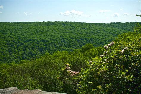 Allegheny National Forest Hiking Trails — Allegheny Outfitters