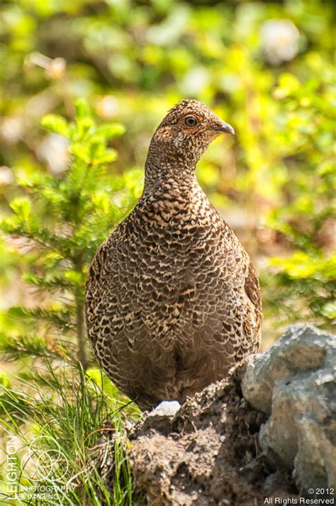 The Sooty Grouse Formerly The Blue Grouse