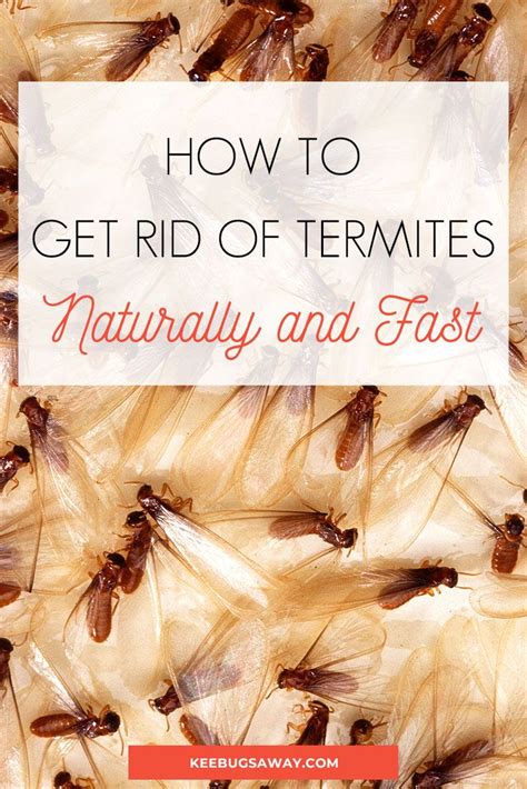 How To Get Rid Of Termites 22 Easy Ways To Kill Termites Effectively
