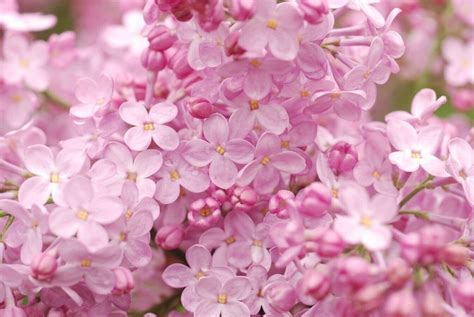 25 Blush Lilac Seeds Tree Fragrant Flowers Perennial Seed Etsy