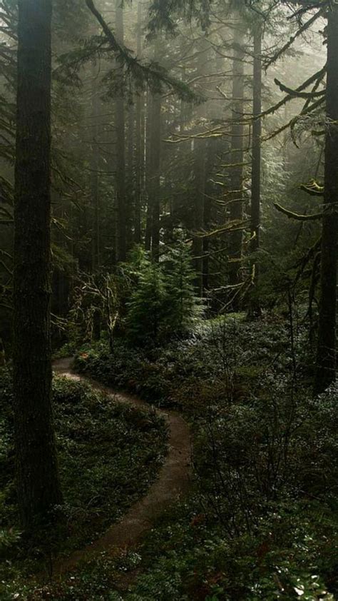 Dark Aesthetic Forest Fotografia Da Floresta Fotos De Florestas