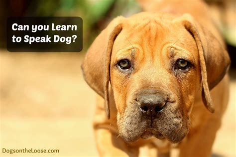 Dog Communication Can You Learn To Speak Dog