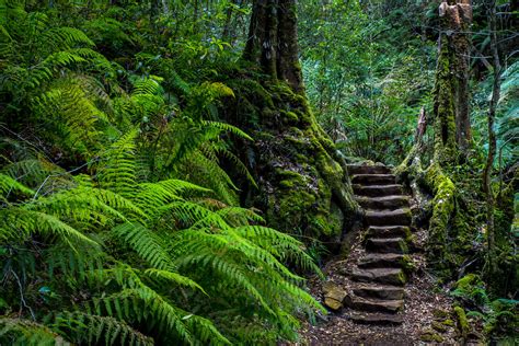 Rainforest Steps Explore Grand Canyon Blackheath Blue Flickr