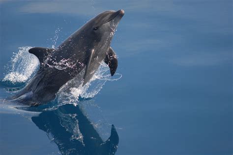 Sea Wonder Bottlenose Dolphin National Marine Sanctuary Foundation