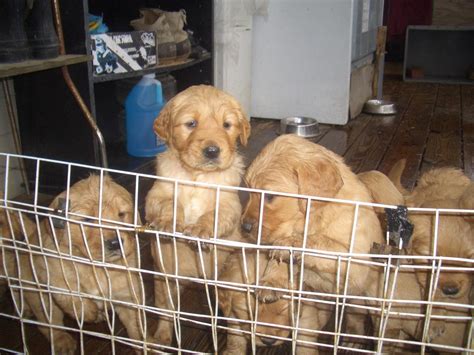 Look at pictures of golden retriever puppies who need a home. Golden Retriever Puppies For Sale | Houston, TX #268679