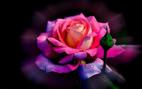 Beautiful Roses Flowers Wallpapers Hd Best Flower Site