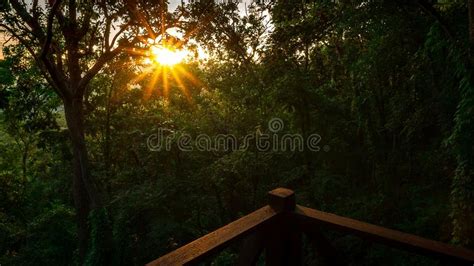 Background Of Rainforest And Dry River Stock Photo Image Of Beautiful