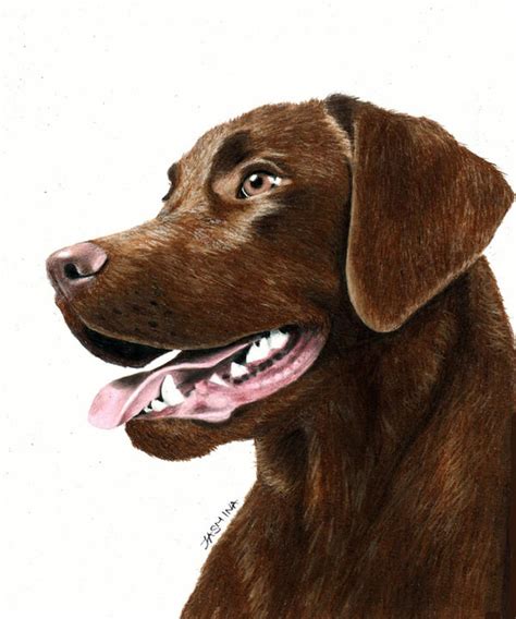 Coloredpencil Drawing Chocolate Labrador Retriever By Jasminasusak On
