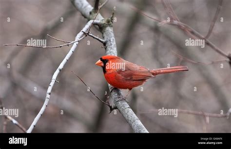 Male Northern Cardinal Cardinalis Cardinalis On A Tree Branch