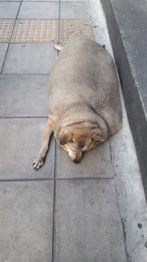 Recommended diet for a fat dog. Udomsuk market's fat dog believed dead found alive in ...