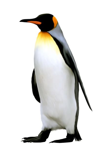 Penguin Png Transparent Background Images