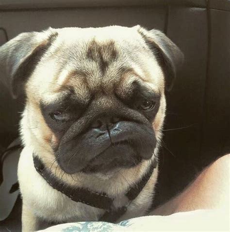 12 Pictures Of Cute Pugs And The Faces They Make 6 Cute Pugs Pugs