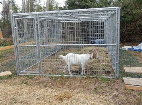 Goat Pen Heres What You Need To Set One Up