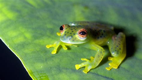 Amazon Rainforest Frogs