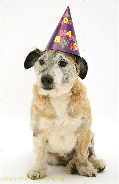 Terrier Cross Dog Wearing A Birthday Hat Photo Wp15215