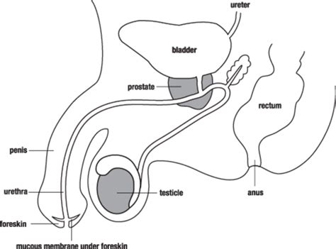 Male Reproductive System Clipart 10 Free Cliparts Download Images On