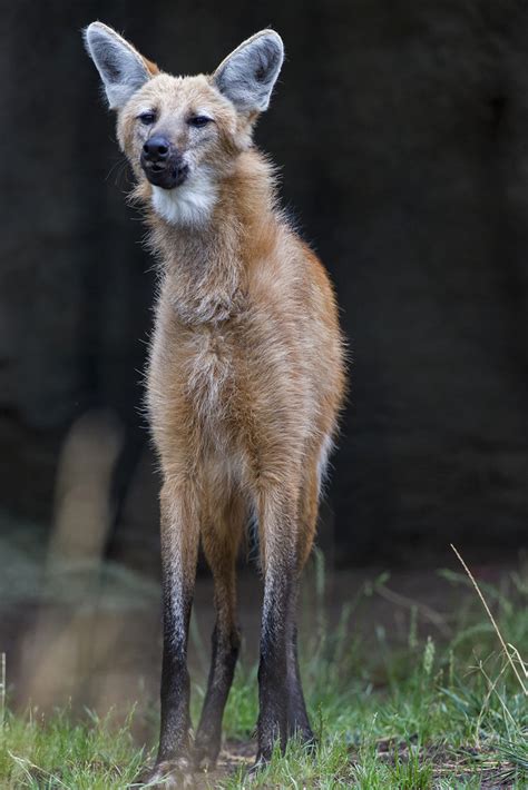 Maned Wolf San Diego Zoo Flickr