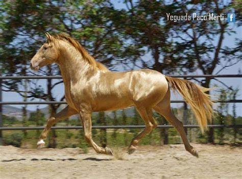 Fantastic Color I Saw A Horse Exactly Like This One Once At A Horse