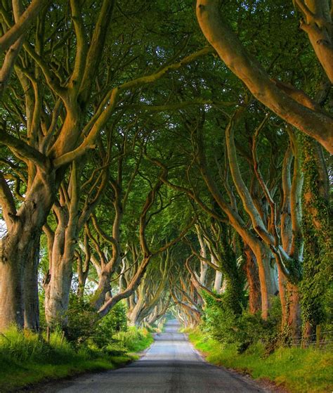 How Much Does A Trip To Ireland Cost in 2020 | Dark hedges ireland, Antrim ireland, Ireland