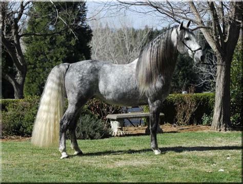 Andalusian Horse Breeders In Vermont