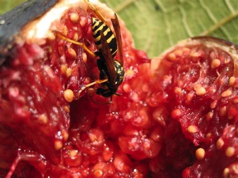 The Fig Wasp A Story Of Sex Death And Dissolution