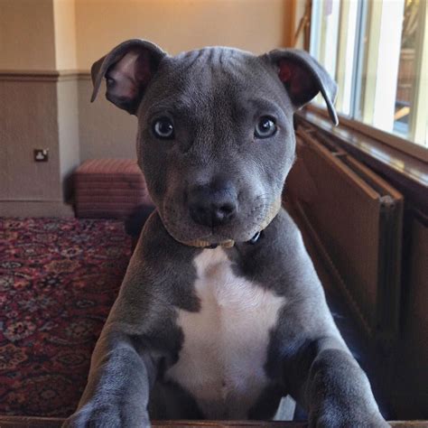 The 25 Best Staff Terrier Ideas On Pinterest Pitbull Bull Terrier