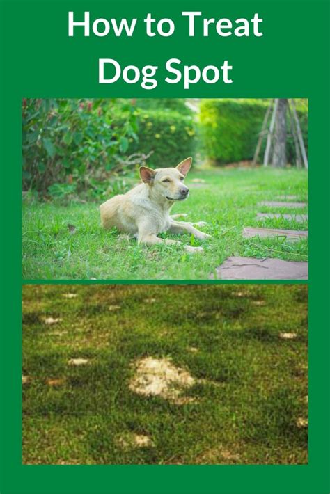 How To Treat Dog Urine Spots On Grass Unugtp News