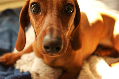 How To Care For a Dachshund's Back - I Love Dachshunds