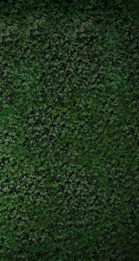 Green Wall Of Ivy Leaves Wall Mural Photo Wallpaper Photowall