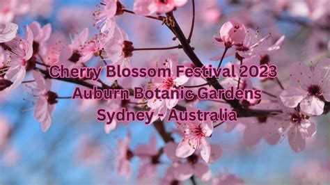 Sydney Cherry Blossom Festival 2023 YouTube