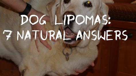 Dogs With Fatty Tumors Lipomas 2023