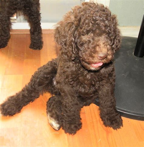 Small Standard Poodle Puppies Mini Aussiedoodles And Australian