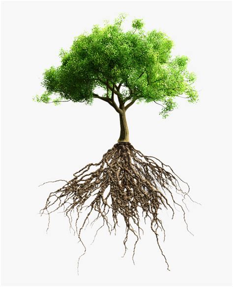 Root Tree Stock Photography Stock Tree With Root Hd Hd Png Download