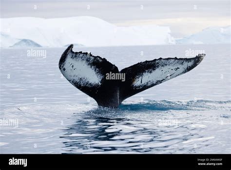 humpback whale dorsal fin just before diving Stock Photo - Alamy