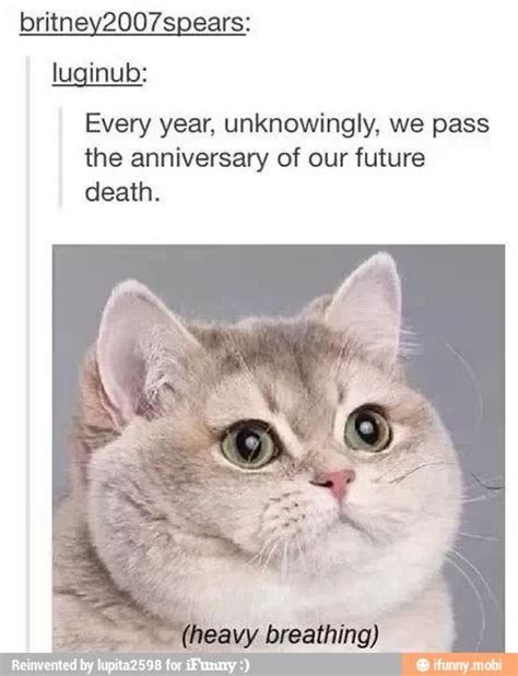 Happy work anniversary meme funny,work.funny memes cute best of the best. 36 best Heavy breathing cat images on Pinterest | Ha ha ...
