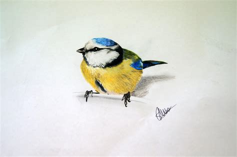 Blue Tit Bird Drawing By Tattooistwilkinson On Deviantart