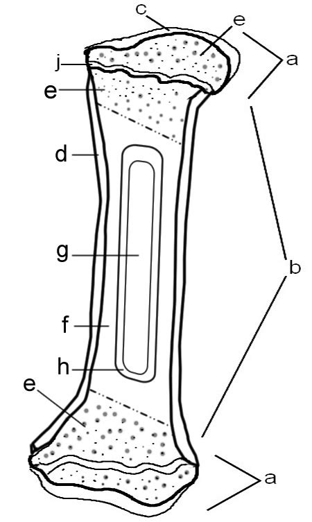 Compact Bone Diagram Unlabeled Bones Muscle And Articulations