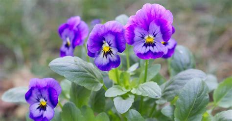 Are Pansy Flowers Edible Tips For Harvest And Use Gardeners Path