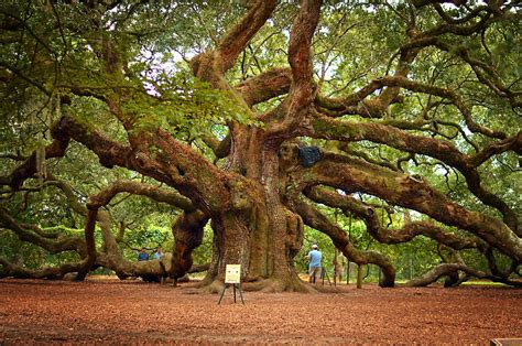 So Worth Seeing More Than Once The Beautiful Angel Oak Tree South