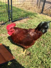 Hen or Rooster? (The Trouble with Urban Roosters) ~ The Way Homestead