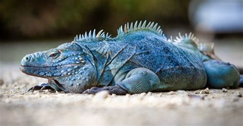 Blue Iguana Animal Facts Cyclura Lewisi A Z Animals