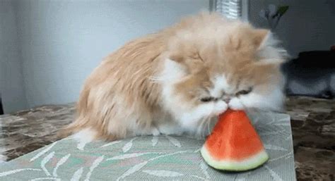 The fruit is one of them, but not all. Can Cats Eat Pizza? Can Dogs Eat Watermelon?