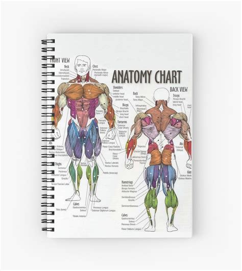 Anatomy Chart Muscle Diagram Spiral Notebooks By Superfitstuff