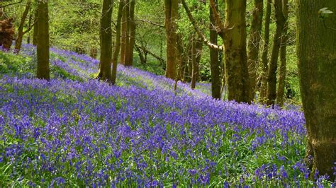 Orchidsnature And My Outdoor Life Our Lancashire Bluebell Woods